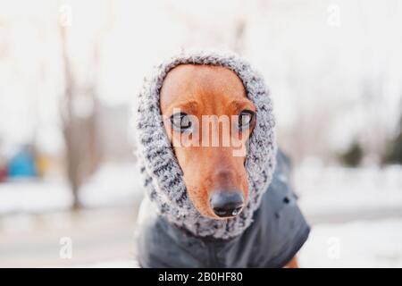 Lustige Dachshund-Portrait in einem Strickschal. Hundekleider in der kalten Jahreszeit: Ein Gesicht eines Welpen in warmer Wollkleidung