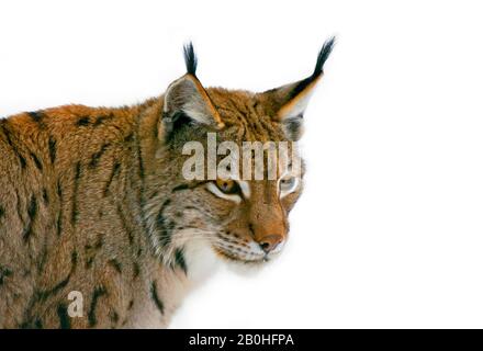 Europäischer Luchs (Lynx Lynx) schließt Porträt vor weißem Hintergrund Stockfoto