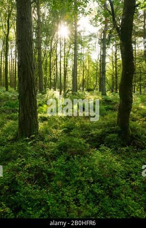 Horner Plantage im Spätsommer, Exmoor National Park, Somerset, England. Stockfoto