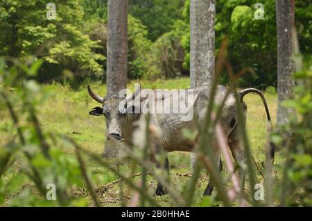 Lokale Rinderrassen in der Gemeinde Guisa, Provinz Granma, Südkuba Stockfoto