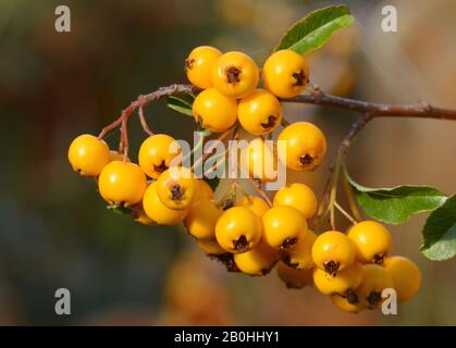 Schöne Seebuck-Dornfrüchte im Herbst Stockfoto