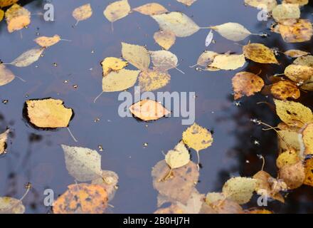 Birke verlässt in Herbsthintergrund an einem Teich Stockfoto