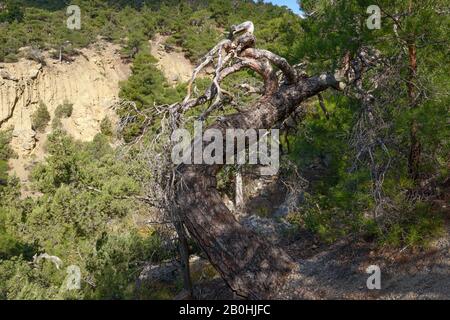 Alte Kiefern- und Wacholderbäume am Fuße des Ostabfalls des Berges Sokol in Anastasia Canyon in der Nähe von Novy Svet (neue Welt), Krim, Russland. Stockfoto