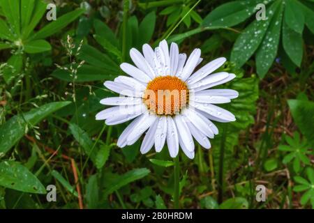 Weiße Kamillenblüte auf grünem Grund mit transparenten Regentropfen an den Kronblättern. Stockfoto