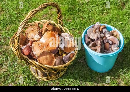 Wilde Pilze in einem Korbkorb und einem blauen Eimer auf dem grünen Gras ernten. Stockfoto