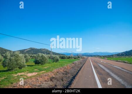 Olivenhain und Straße. Villanueva de la Fuente, Provinz Ciudad Real, Castilla La Mancha, Spanien. Stockfoto