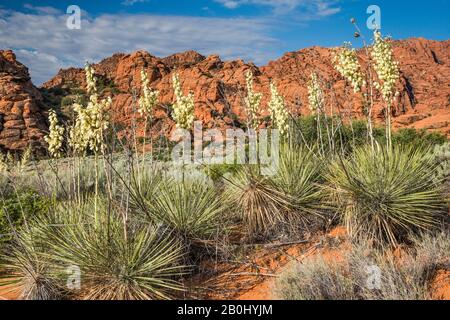 Utah Yucca blühen am Whiptail Trail an Snow Canyon State Park, Utah, USA Stockfoto