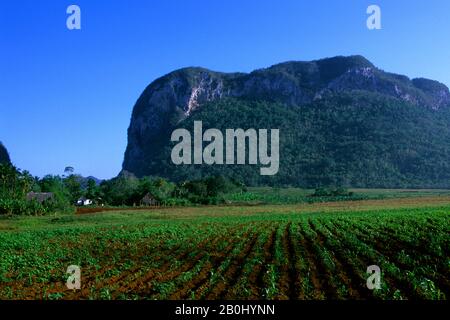 KUBA, VINALES TAL, KORNFELD, KALKBERGE IM HINTERGRUND Stockfoto