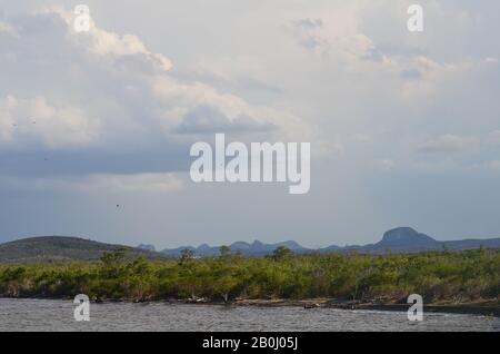 Der schmale Mangrovenwald und der küstennahe Trockenwald in der Gibara-Bucht im Südosten Kubas Stockfoto