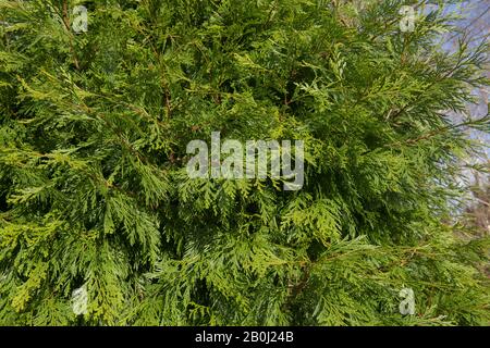 Winterliches Laub eines Evergreen White or Incense Cedar Tree (Calocedrus Decurrens) in einem Woodland Garden im ländlichen Devon, England, Großbritannien Stockfoto