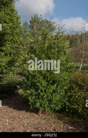 Winterliches Laub eines Evergreen White or Incense Cedar Tree (Calocedrus Decurrens) in einem Woodland Garden im ländlichen Devon, England, Großbritannien Stockfoto