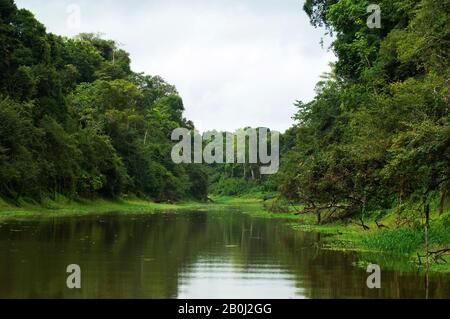 PERU, AMAZONASBECKEN, UCAYALI-FLUSS, PACAYA-SAMIRIA-NATIONALRESERVAT, KLEINER FLUSS, REGENWALD Stockfoto