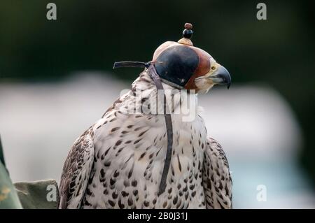 Ein gehauener Gyrfalke und ein Sakerfalke kreuzen sich an einer Falkenanzeige. Stockfoto