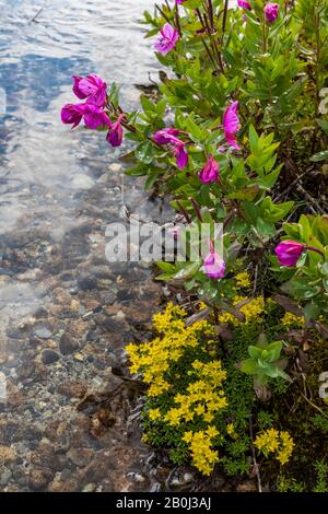 Broad-leaf Fireweed, Chamaenerion latifolium und Stonecrop entlang einer streamseitigen Schotterbar entlang des Robson River im Mount Robson Provincial Park, Brit Stockfoto