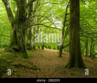 Ein Laubwald im Spätsommer auf dem Horner Hill, Exmoor National Park, Somerset, England. Stockfoto