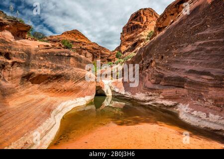 Tinaja, Wasser Pool in Navajo Sandstein Grundgestein am Roten Klippen Naherholungsgebiet, in der Nähe von St George, Utah, USA Stockfoto