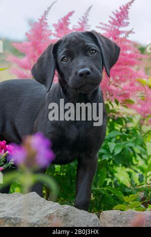 Süßer schwarzer Labrador Retriever Hundewelpe, 10 Wochen alt, posiert in einem Blumengarten Stockfoto