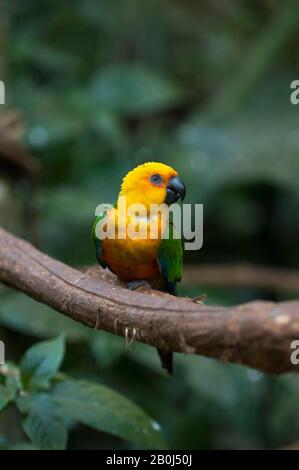 Brasilien, IGUASSU, JANDAYA JAKEET, Aratinga jandaya Stockfoto