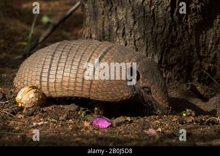 BRASILIEN, MATO GROSSO, PANTANAL, REFUGIO ECOLOGICO CAIMAN, NEUNBÄNDIGES ARMADILLO, DASYPUS NOVEMCINCTUS, DAS SICH VON OBST ERNÄHRT Stockfoto