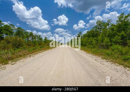 Alligator Alley, Everglades, Florida Stockfoto