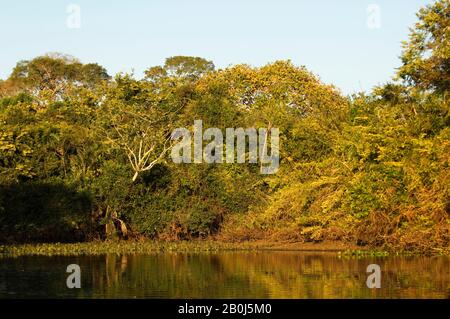 BRASILIEN, MATO GROSSO, PANTANAL, REFUGIO ECOLOGICO CAIMAN, RIO AQUIDAUANA Stockfoto