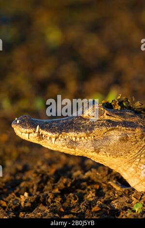 BRASILIEN, MATO GROSSO, PANTANAL, REFUGIO ECOLOGICO CAIMAN, PARAGUAYISCHER KAIMAN, CAIMAN CROCODILUS YACARE, NAHAUFNAHME Stockfoto