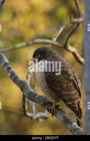 BRASILIEN, MATO GROSSO, PANTANAL, REFUGIO ECOLOGICO CAIMAN, STRASSENRAND HAWK (BUTEO MAGNIFROSTRIS) IM BAUM Stockfoto