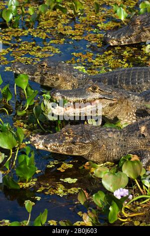 BRASILIEN, MATO GROSSO, PANTANAL, REFUGIO ECOLOGICO CAIMAN, PARAGUAYISCHE KAIMANE (CAIMAN CROCODILUS YACARE) IN WASSERPFLANZEN Stockfoto