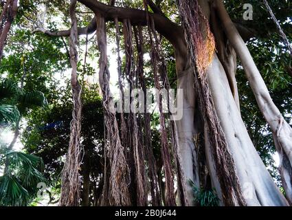 Ficus macrophylla columnaris der riesige Feigenbaum mit Luftwurzeln Stockfoto