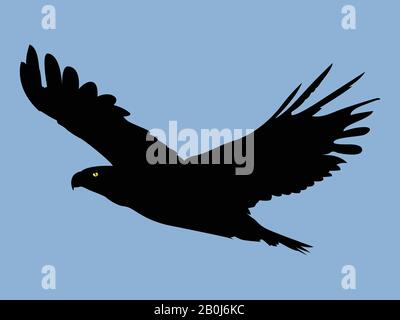 Adler-Vektor, abstrakte Vektordarstellung des Adlers Stock Vektor