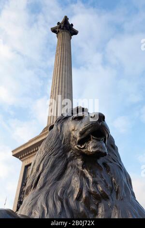 Löwenstatue am Fuß der Nelson-Säule, Trafalgar Square, London Stockfoto