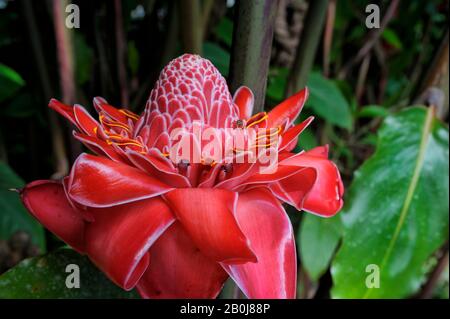 COSTA RICA, LA VIRGEN DE SARAPIQUI, FACKELGINGERBLUME Stockfoto