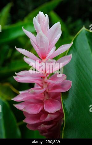COSTA RICA, LA VIRGEN DE SARAPIQUI, PINKE INGWERBLUME Stockfoto
