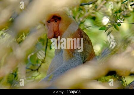 Männlicher Proboscis-Affe, Nasalis larvatus, Bandar Seri Begawan, Brunei Stockfoto