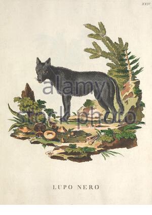 Schwarzer Wolf, klassische Farbabbildung aus dem Jahr 171 Stockfoto