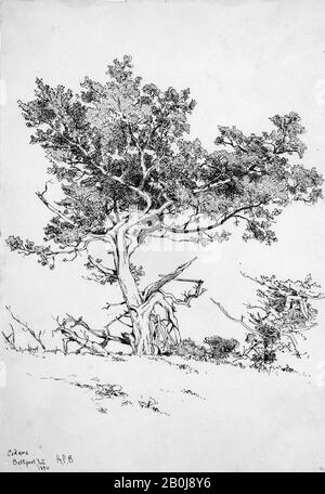 Andrew Fisher Bunner, Cedars, Bellport, Long Island, American, Andrew Fisher Bunner (51-1897), 1880, American, Black Ink and Graphit Traces on off-White Wove Paper, 13 5/8 x 9 13/16 in. (34,6 x 24,9 cm), Zeichnungen Stockfoto