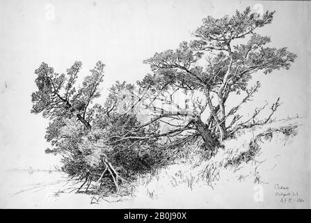 Andrew Fisher Bunner, Cedars, Bellport, Long Island, American, Andrew Fisher Bunner (51-1897), 1880, American, Black Ink and Graphit Traces on off-White Wove Paper, 11 15/16 x 18 3/16 in. (30,3 x 46,2 cm), Zeichnungen Stockfoto