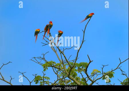 COSTA RICA, IN DER NÄHE VON JACO, EINE GRUPPE SCHARLACHROTER ARAS (ARA MACAO) IM BAUM Stockfoto