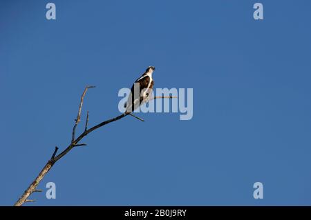 COSTA RICA, RIO TARCOLES, OSPREY (PANDION HALIAETUS) IM BAUM GEHIESELT Stockfoto
