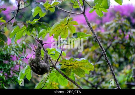 COSTA RICA, NATIONALPARK MANUEL ANTONIO, DREITOBIGER FAULTIER IM BAUM Stockfoto