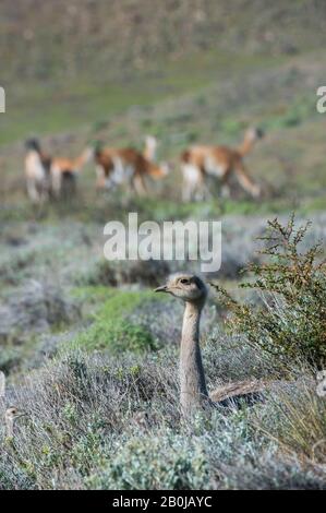 Darwins Rhea (Rhea pennata)-Männchen ruht im Torres del Paine National Park in Patagonien, Chile mit Guanacos im Hintergrund Stockfoto