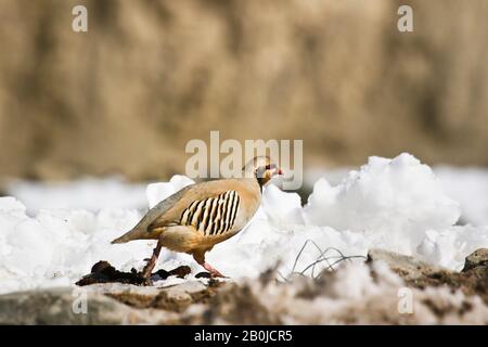 Der Chukarpartridge (Alectoris Chukar) im Schnee im Rumbak-Tal.Hemis-Nationalpark, Ladakh, Indien Stockfoto