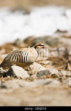 Der Chukarpartridge (Alectoris Chukar) im Schnee im Rumbak-Tal.Hemis-Nationalpark, Ladakh, Indien Stockfoto