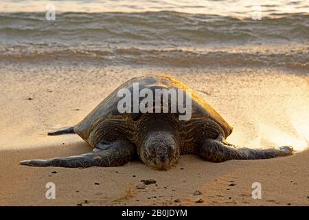Grüne Meeresschildkröte, Chelonia mydas, am Poipu Beach bei Sonnenuntergang, Kauai, Hawaii, USA Stockfoto