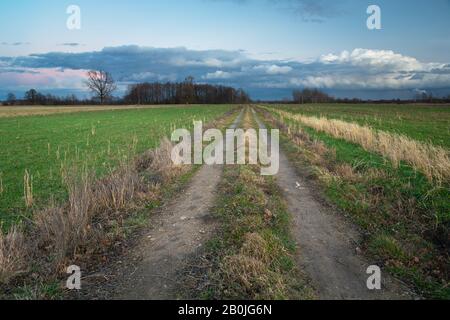 Eine Schuttstraße durch Felder zum Wald und Abendwolken am Himmel Stockfoto