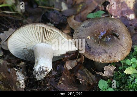 Russula nigricans, im Allgemeinen bekannt als schwärzender Brutlegill oder schwärzende Russula, wilder Pilz aus Finnland Stockfoto