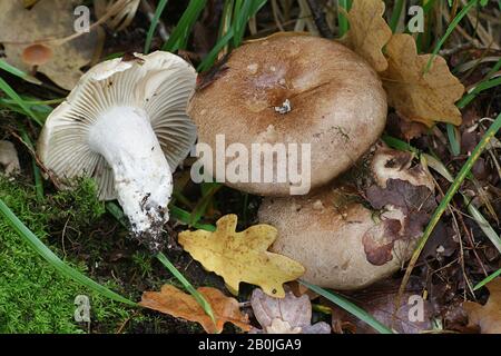 Russula nigricans, im Allgemeinen bekannt als schwärzender Brutlegill oder schwärzende Russula, wilder Pilz aus Finnland Stockfoto