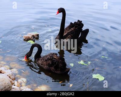 Zwei schwarze Schwäne und zwei kleine Schwanenküken an einem See. Stockfoto