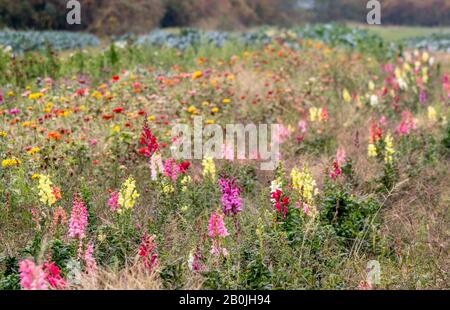 Zinnias und Foxhandschuh wachsen in einem Farbreiß, in diesem ländlichen Fallfeld in Nordamerika Stockfoto