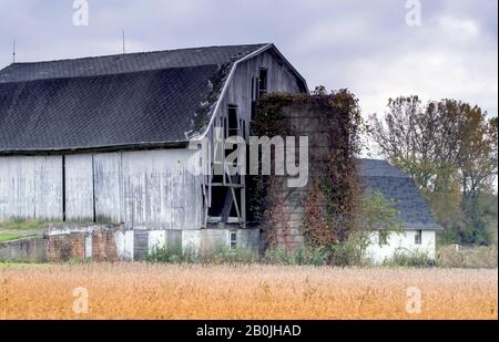 Ein hohes, mit Eviv bedecktes Silo sitzt neben einer verrottendem alten Scheune im ländlichen Michigan USA Stockfoto